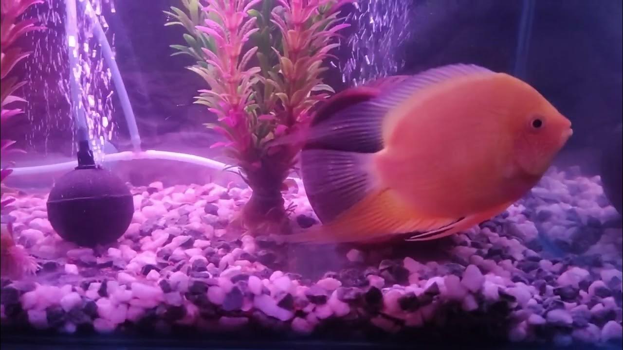 Dazzling Underwater Wonderland Exploring the Exquisite World of