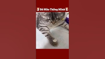 Bé mèo dễ thương lại còn biết làm ảo thuật #shorts Dịch Nói Tiếng Việt