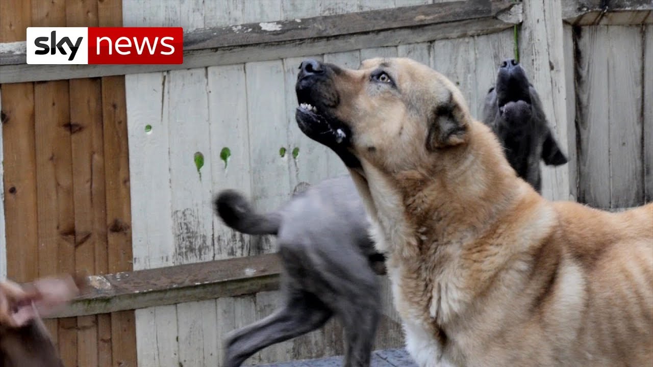 Are There Any Dog Tracks Left In England?