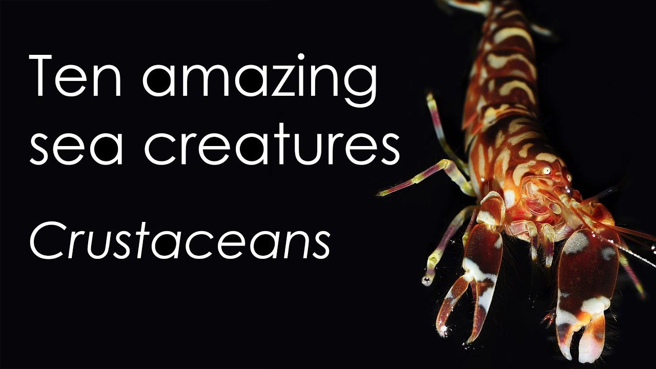 Ten amazing sea creatures Crustaceans YouTube