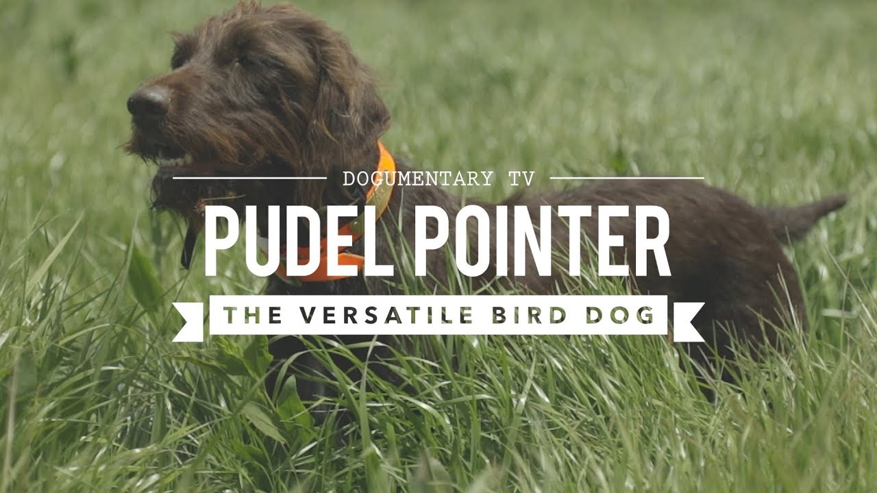 pointer poodle cross