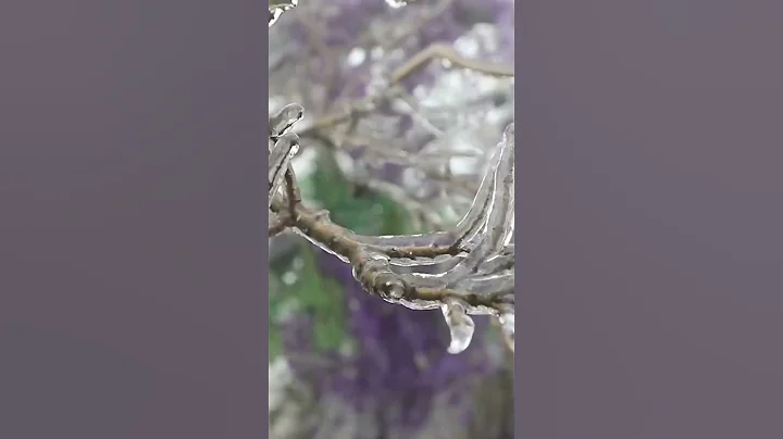 ✨寒潮讓連雲港整座大山變成冰糖葫蘆！#animal 【跟着圖爾去旅行】 - 天天要聞