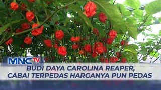 Menengok Budi Daya Cabai Carolina Reaper, Cabai Terpedas di Dunia - LIP 07/07