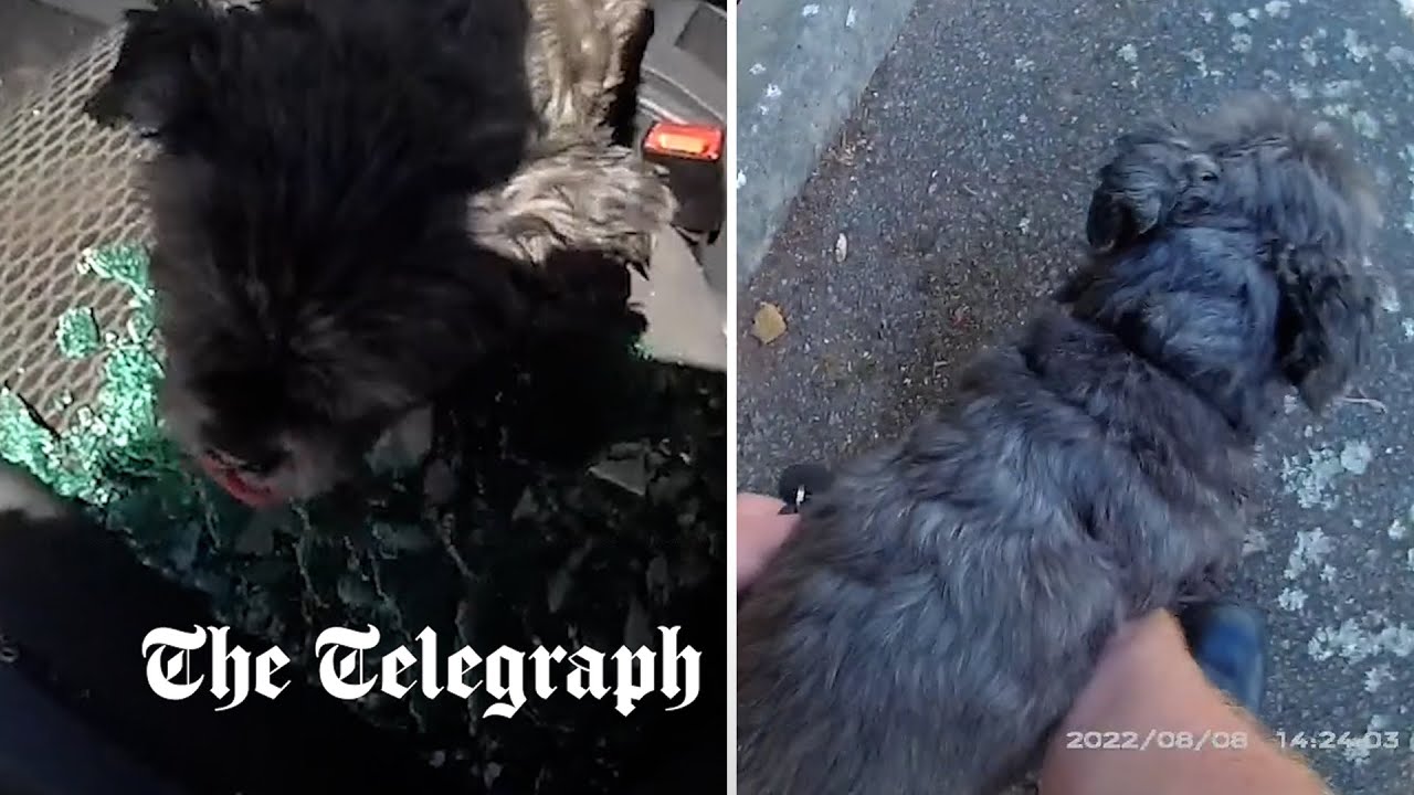 Police smash window to rescue a collapsed dog from a hot car - YouTube
