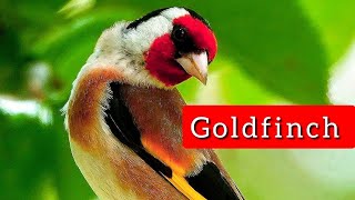 Ловля птиц в марте #goldfinch #bullfinch #woodpecker #Fringillidae #jilguero