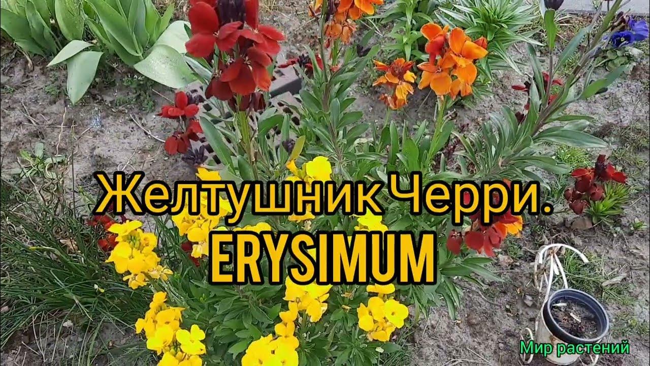 Мало кто знает о такой красоте! Желтушник черри! Краски весны и аромат ...