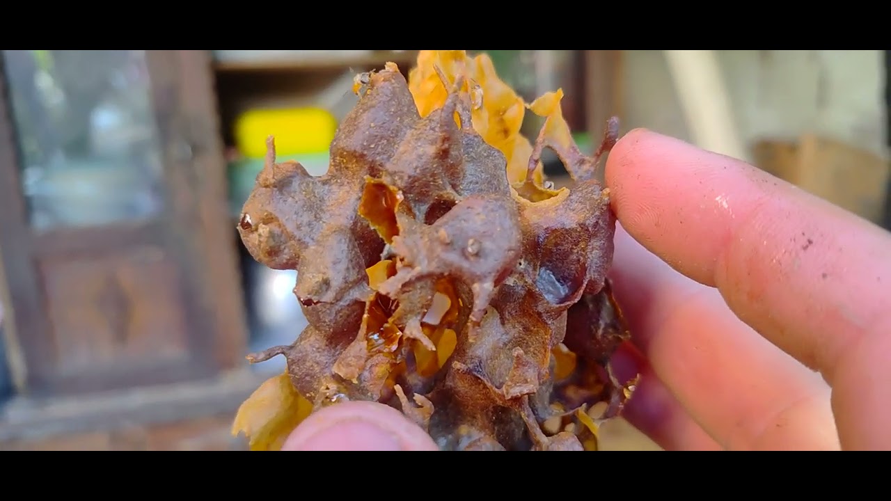 Fala pessoal bebeleza 2 TRANSFERENCIA DE JATAI no mesmo video 😱