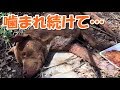 闘犬場から脱出した噛ませ犬！恐怖しか存在しなかった犬生を喜びに満ちたものに
