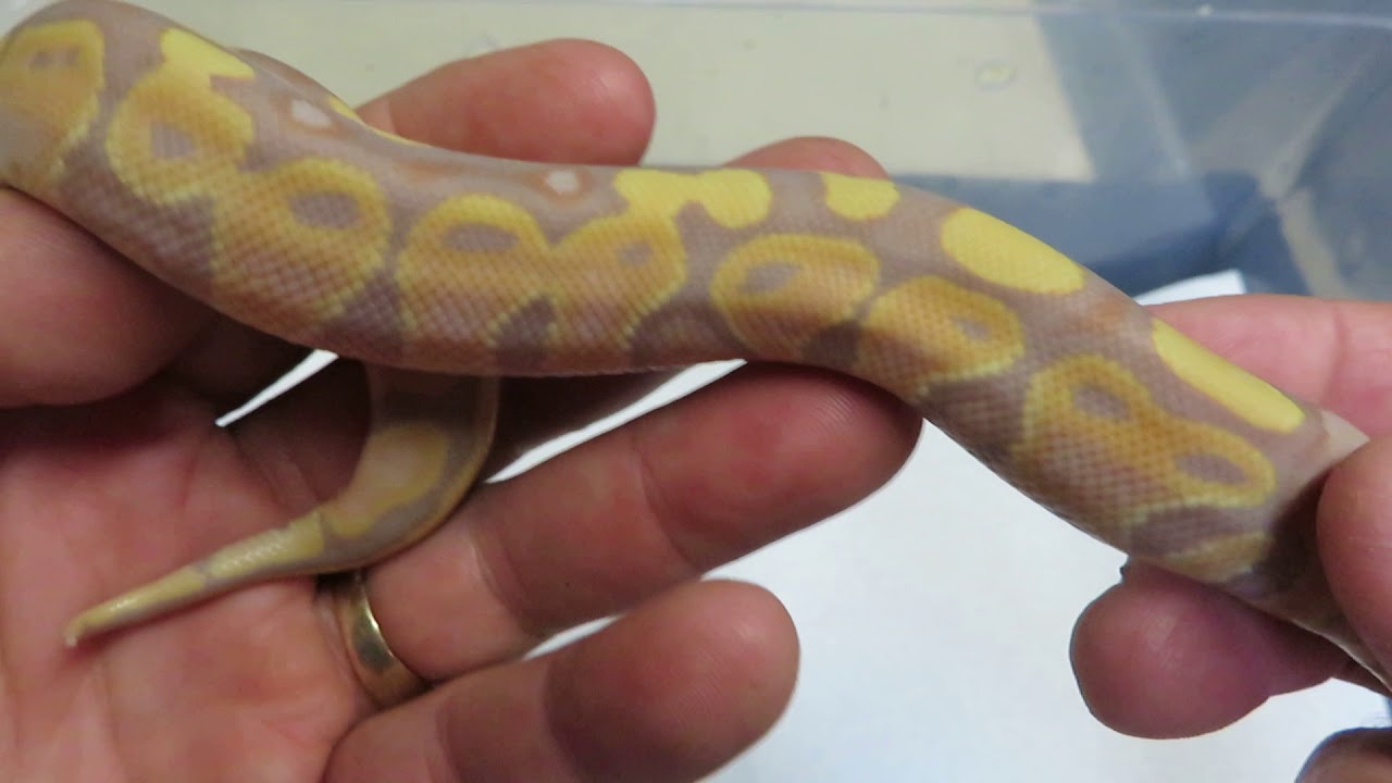 rat snakes in alabama Update on 2018 Gold Blush Banana