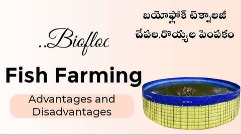 Biofloc Fish & Shrimp nursery || Advantages || disadvantages b|| Disadvantages