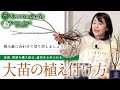 【バラの大苗】購入した大苗のお手入れ