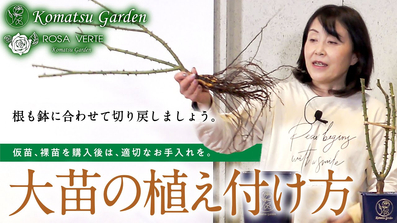バラの大苗】購入した大苗のお手入れ - YouTube
