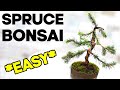 Easy bonsai for beginners  dwarf alberta spruce