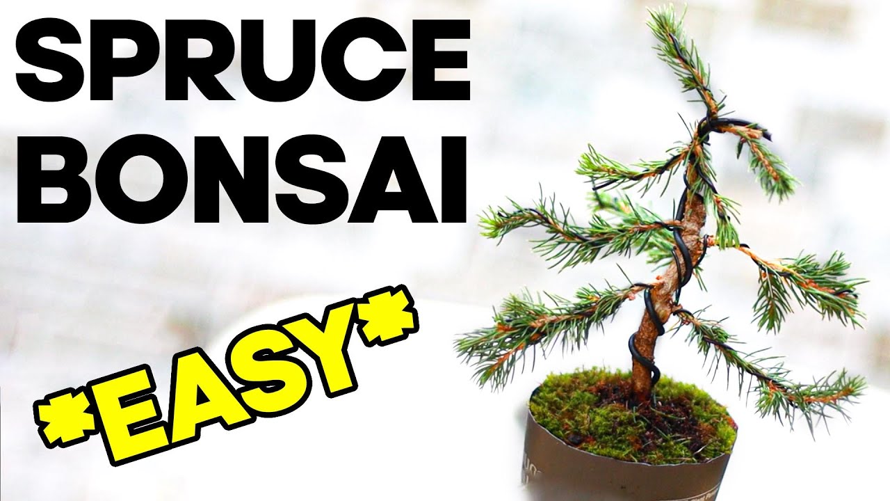 Easy Bonsai for Beginners Dwarf Alberta Spruce YouTube