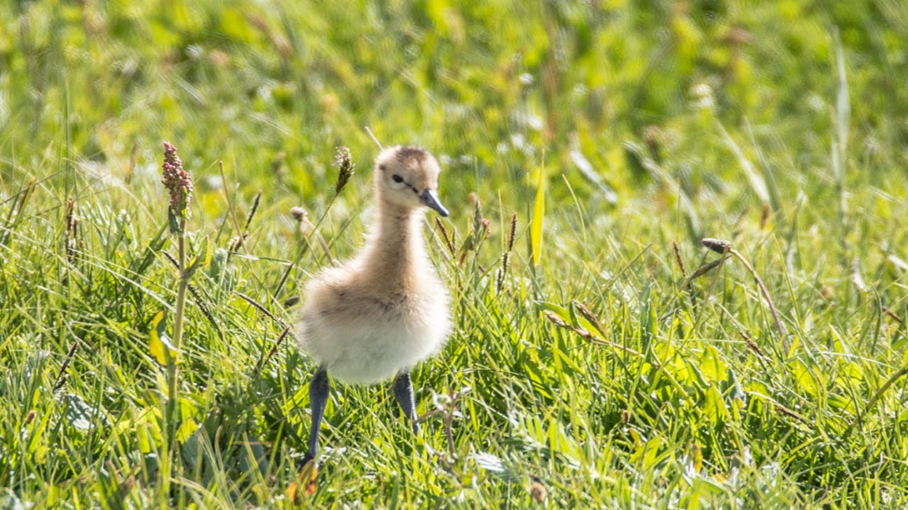 Weidevogel bescherming