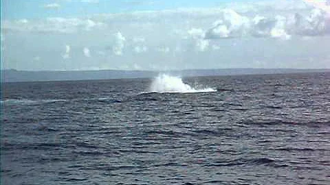 Maui Whale Watching 1-11-12.AVI