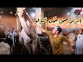 مواجهة شرسة جدا بيني وبين عجل شراري وفحل جمل داخل الزربية مواجهة شرسة جدا بيني وبين عجل شراري وفحل جمل داخل الزربية