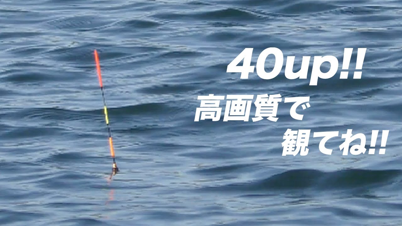 「4K」『ウキのシーン、アタリ超多め』仙人ウキシリーズと本気で向き合ってみた! #紀州釣り  #仙人ウキ