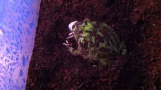 Pacman Frog Feeding Time