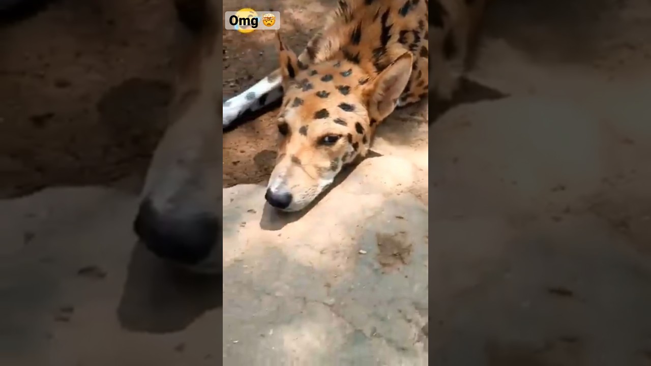 OMG 😦😱 || GB KING || 