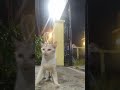 Alhamdulillah dia sudah lega meski k2 anaknya hilang