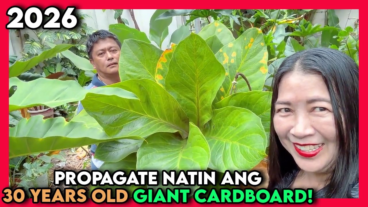 2026 First Propagation of our Amazing 30 Year Old Giant Cardboard Plants 