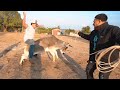 I caught a bull 😂 ** MUST WATCH **