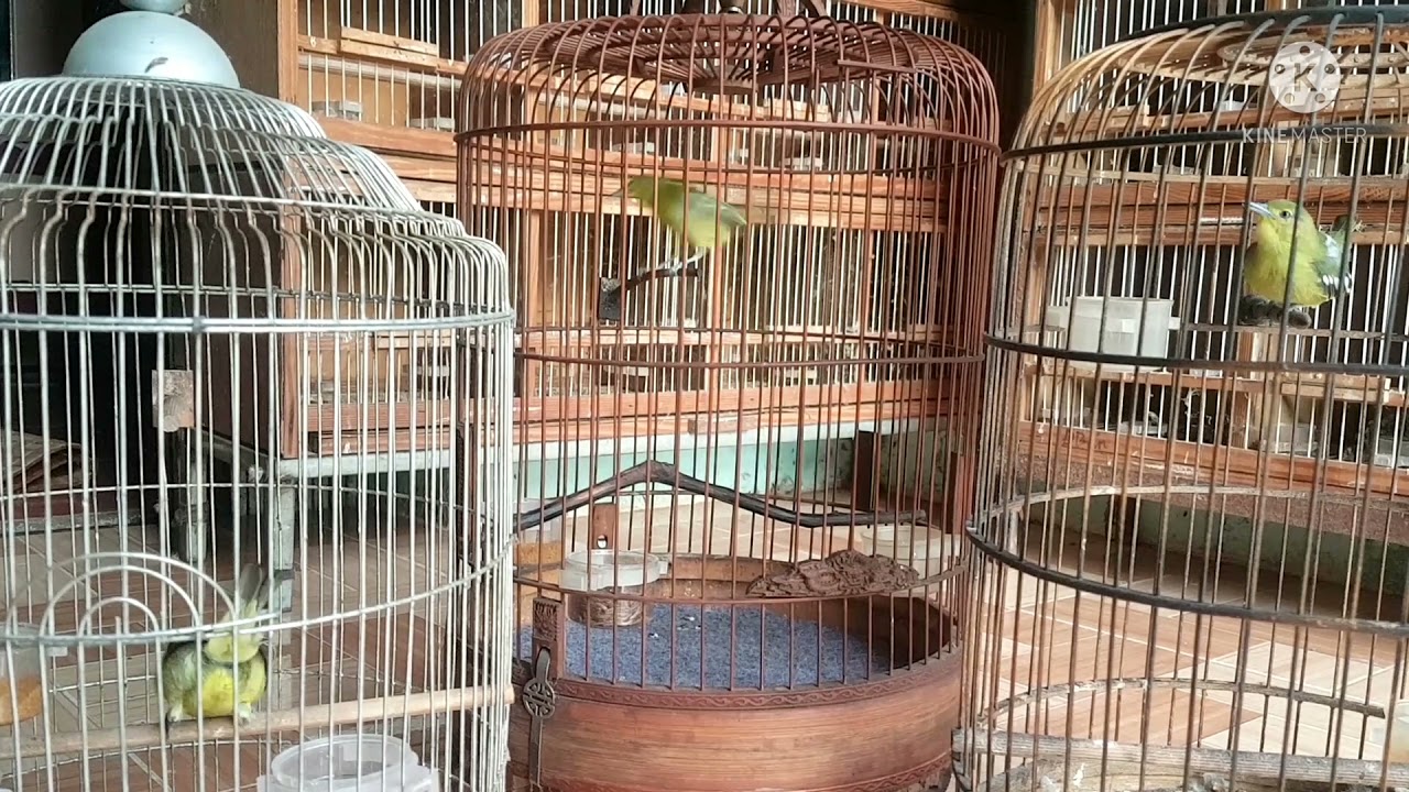 Tiếng chim huýt cô mái sì kích, ức chế chim bổi nhanh hót nhất.