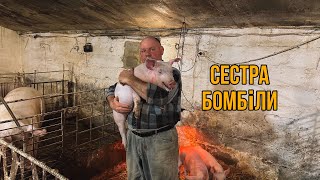 Перегон Поросяток🐽Характери Свинок🐖Можлива Сестра Бомбіли🔥