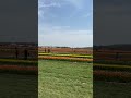 Colors of spring…Holland Ridge Farms NJ #usashorts #springcolors #tulipfarm #weekendvibes #usatravel