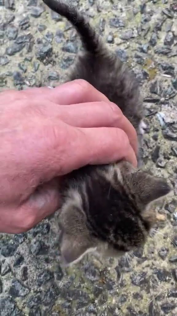 Top des vidéos très mignon ♥️ ❄️ ♥️ ❄️