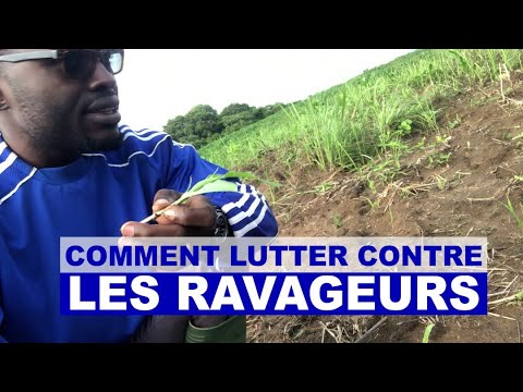 Vidéo: Attention au ravageur ! Combattre les Maybugs