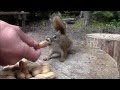 Hand feeding squirrel's while camping in The Hills east of Hudson Bay, Sk South of Armit, Sk