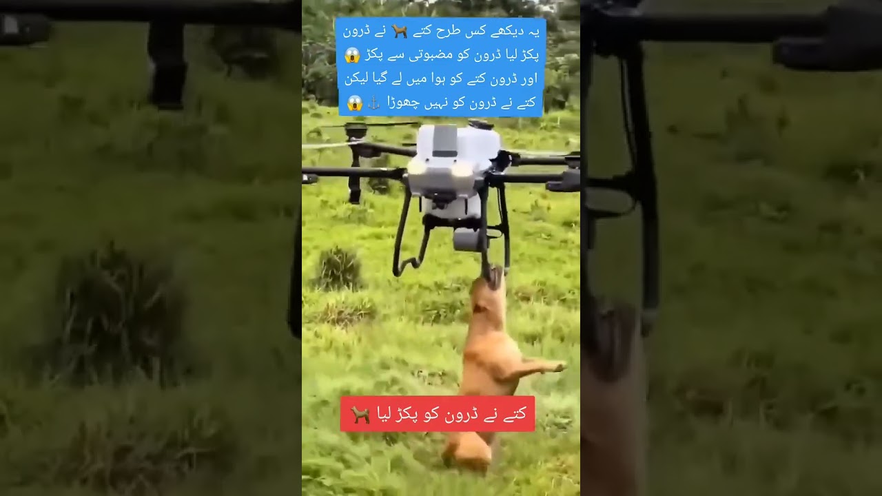 Dog attack the Drone👍💯