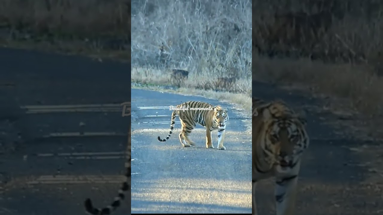 WildTrecker@...Men road sighting|Supkhar road