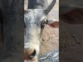 #cow #funny #animals #bull #comedy #mivaantimes #gaai #animalsong #cowsong #nurseryrhyme