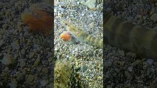 Tüplü Dalış Jumbo Karides Üplüdalış