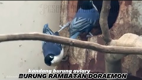 Sarang burung rambatan doraemon kandang aviary