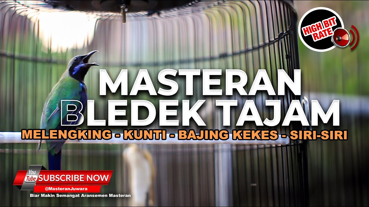 🔴Masteran Bledek Tajam Nyentak Kunti Bajing Kekes Materi Mewah Cucak Cungkok Full Isian