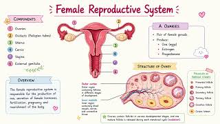 ⚡ Human Reproduction Full Chapter | Fertilization to Birth | NEET Biology