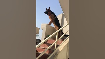 Thumbnail of King German Shepherd (guard dog)