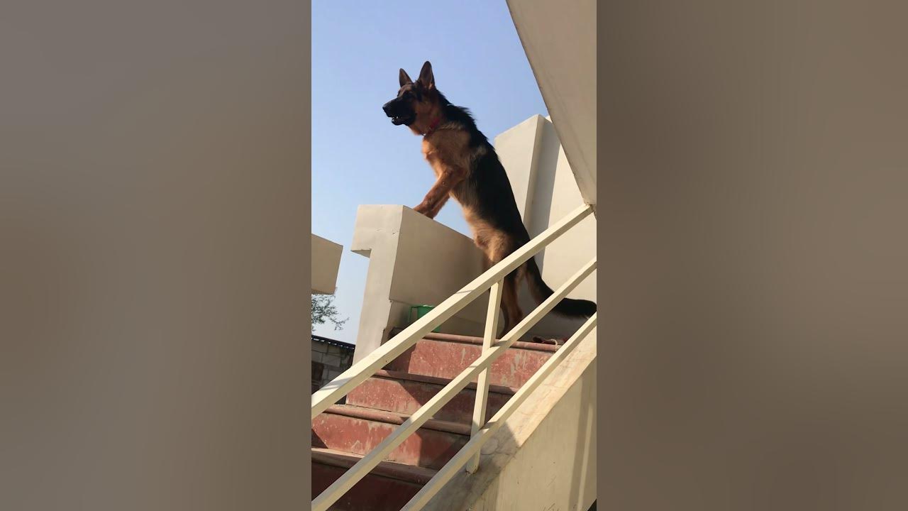 King German Shepherd (guard dog) King German Shepherd (guard dog)