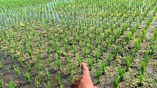 10 Hari Pasca Penupukan - Seperti Ini Hasilnya 🔥Usia 14 HST 