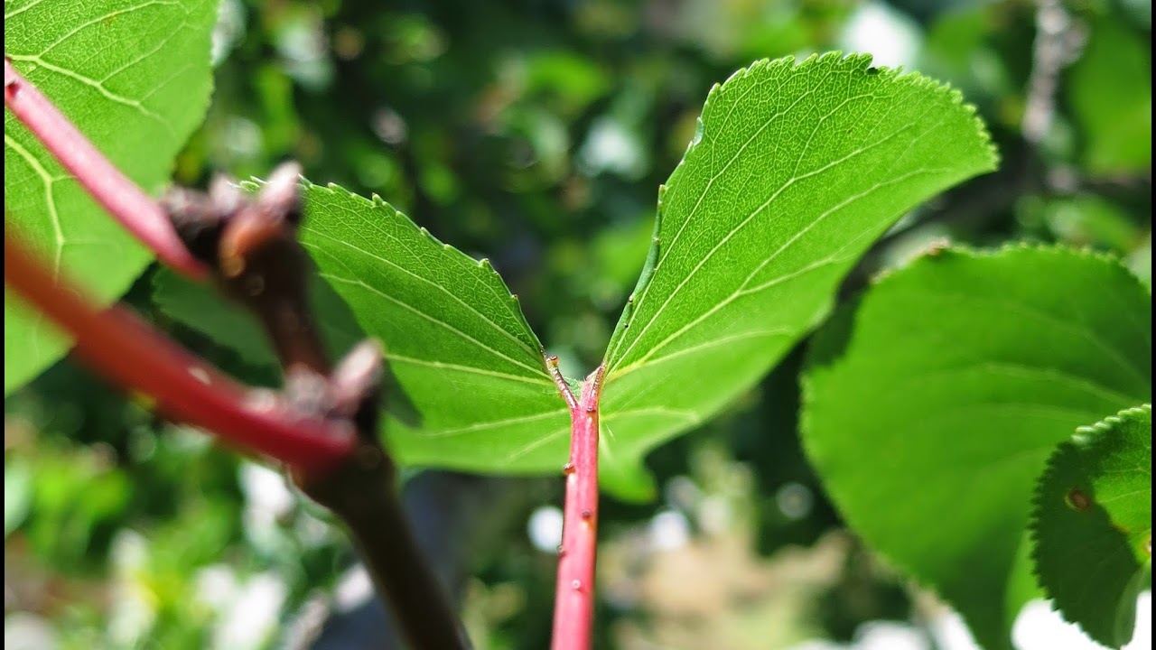 DBS Radio Felix Henderson National Reading Competition 2025