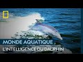 Le dauphin un chasseur extrmement intelligent