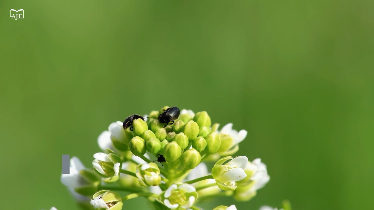 Создание нового масличного растения, ярутки яичной, с использованием редактирования генома CRISPR.