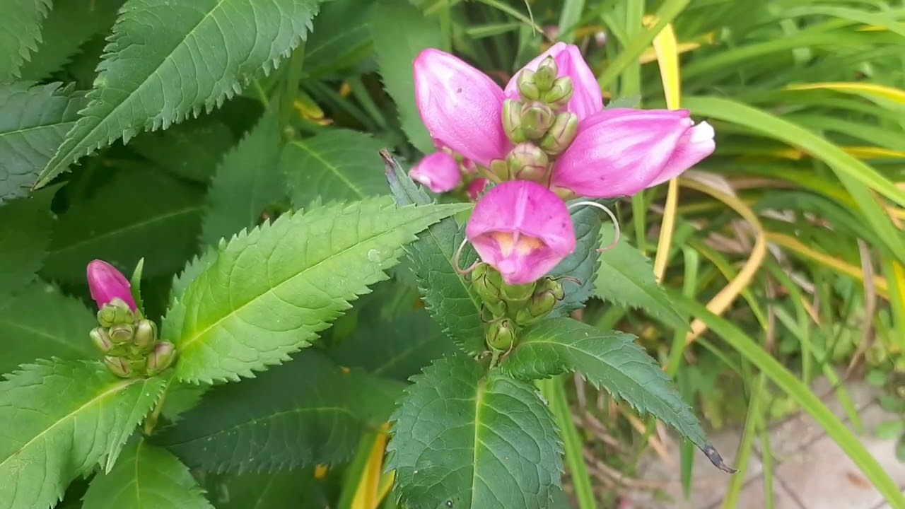 Хелоне косая choline oblique