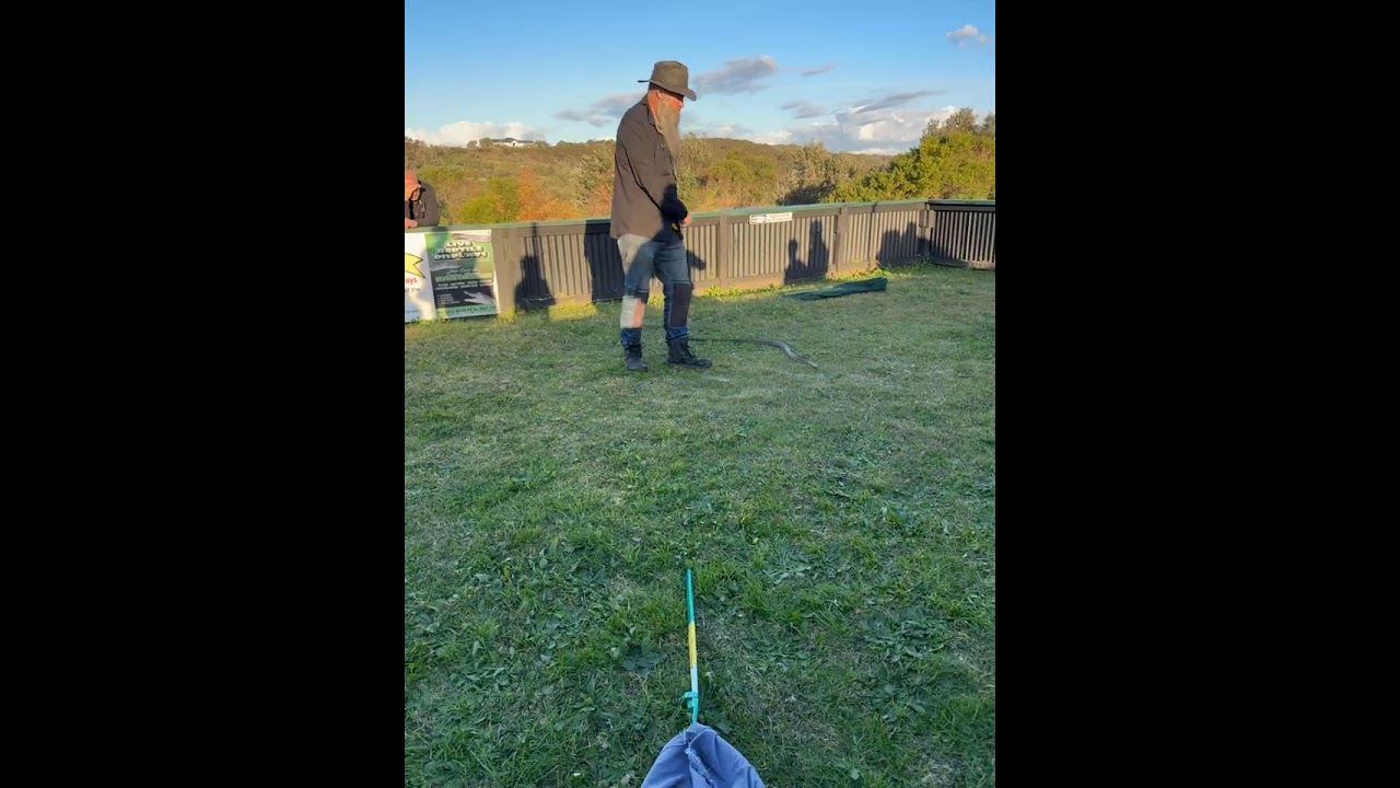 Eastern Brown Snake, Australia