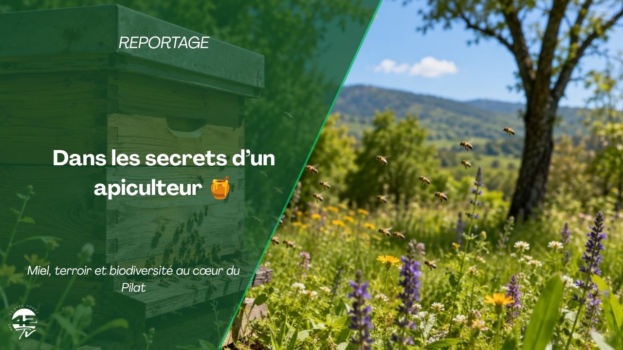 Dans les coulisses d’un apiculteur du Pilat 🐝