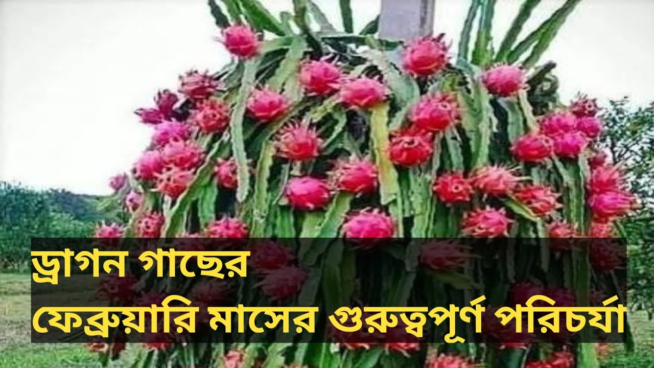 ড্রাগন গাছের ফেব্রুয়ারি মাসের গুরুত্বপূর্ণ পরিচর্যা